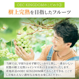 ぶどう 2026年 先行予約 シャインマスカット 2房(1kg以上)  贈答クラス ブドウ 葡萄 岡山県産 国産 フルーツ 果物 ギフト OEC KINGDOM ぶどう家 果物類