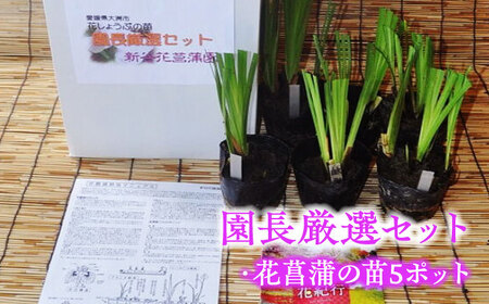 観葉植物 花しょうぶの苗5品種5ポットセット  観葉植物[AGBG001]