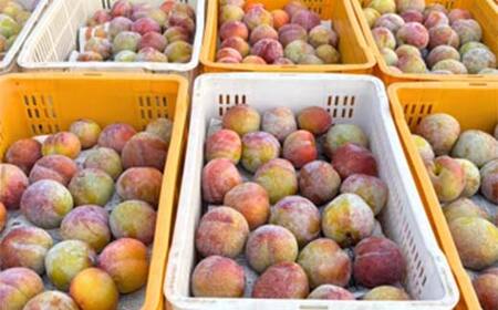 ≪先行予約令和8年度発送≫ 山形県産 大きめサイズのすもも秋姫 1.5kg 秀品 贈答品 FSY-2649
