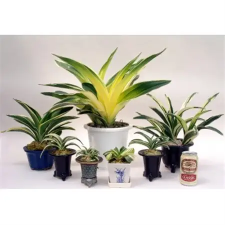 おもと講座と植え替え体験 徳川家康公の運気を上げた縁起物!【万年青プレゼント!】【1655543】