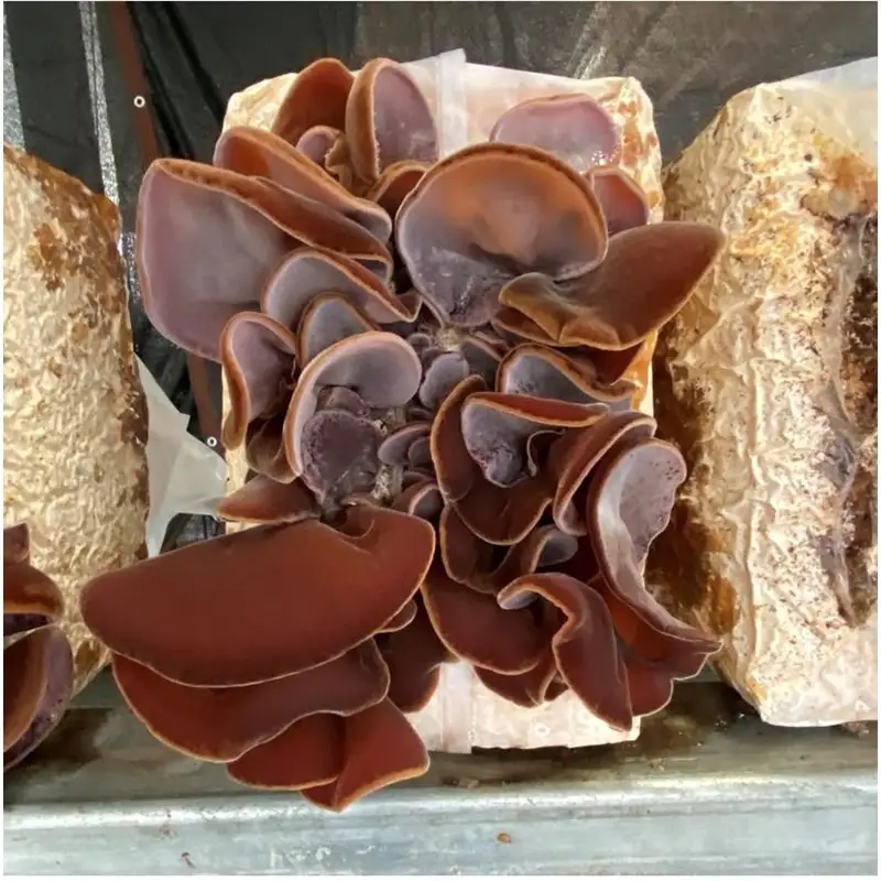 【きくらげ】 国産 乾燥 20g × 3袋 きくらげ