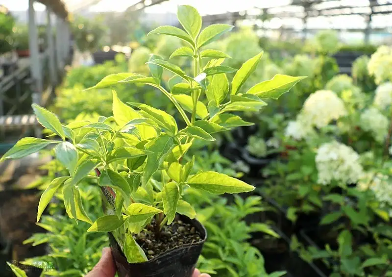 エルダーフラワー（西洋ニワトコ オーレア）9cmポット苗【花苗 花 季節の花 花セット ガーデニング 家庭菜園 園芸 初夏 夏 花壇 庭 鉢 玄関 プランター 寄せ植え おうち時間 趣味 ベランダ 土っ子倶楽部 プレゼント ギフト 】