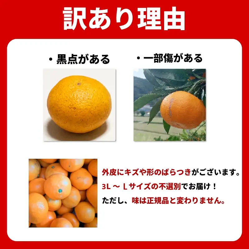 みかん 訳あり 10.2kg みかん