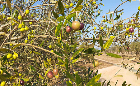 オリーブオイル 小豆島の恵み 
100％小豆島産 手摘み エキストラバージンオリーブオイル 85g×1本 ミッション