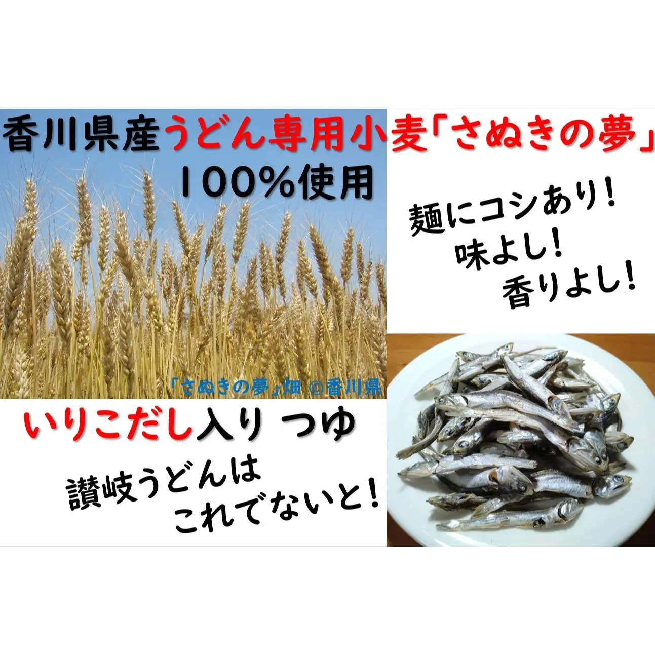 カマタマーレ讃岐×麺棒　讃岐夢かけうどん（８人前）セット