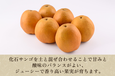 【2026年先行予約】和梨 王秋 5kg（5?8玉）《11月中旬?順次出荷》