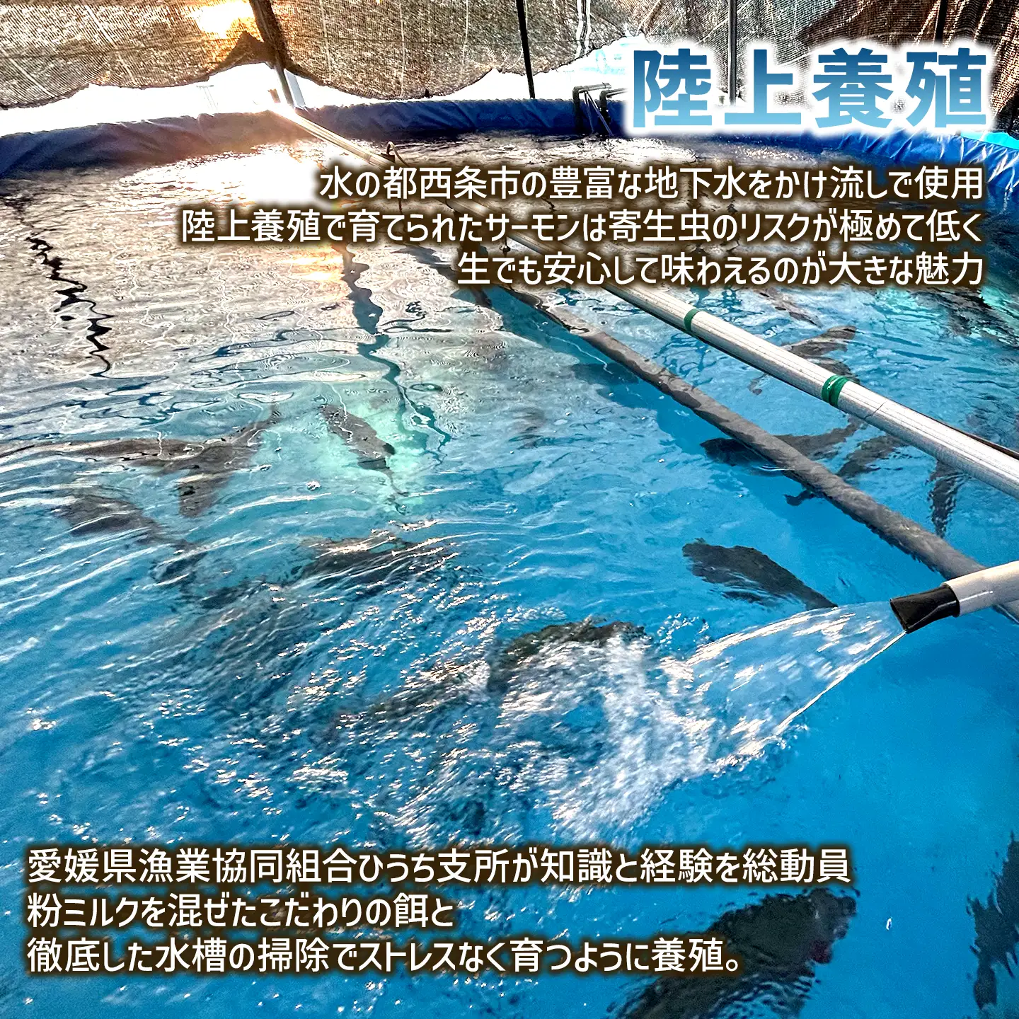 【国産サーモン】西条産陸上養殖サーモン「サイモン」冷凍フィーレ 約400g