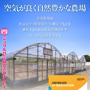 テレビで紹介されました！【先行予約】【令和8年発送】農家直送！ 新鮮！ 朝づみ シャインマスカット 2kg (4～5房) フルーツ 果物 贈答 大分県産 採れたて_2537R-3