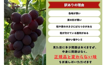 訳あり  藤稔 2房 合計1.0kg以上 産地直送 朝採れ ぶどう 葡萄 岡山 Kawahara Green Farm 2026年 先行予約
