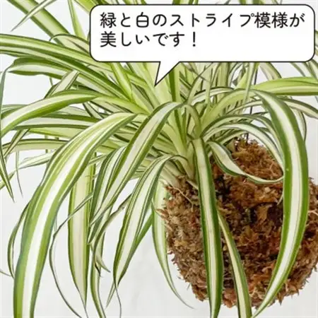 オリヅルラン苔玉  観葉植物 可愛い吊り下げインテリア【1696540】