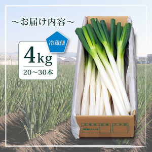 【先行予約 2026年12月～発送】白ねぎ 4kg(20～30本) 長ねぎ
