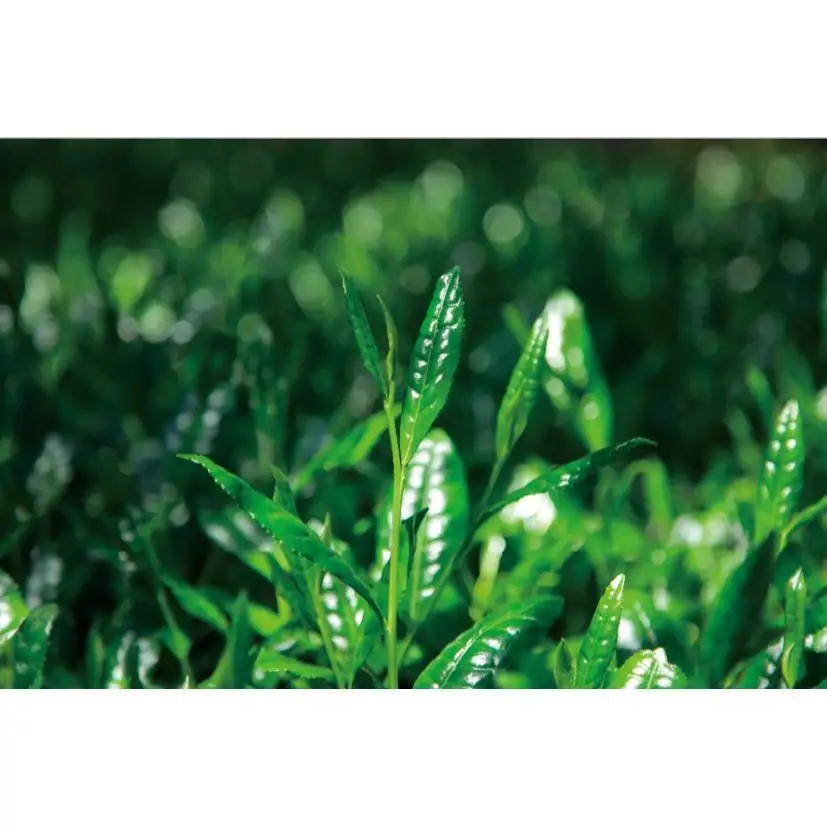 ほうじ茶　500ｇ　3個入り