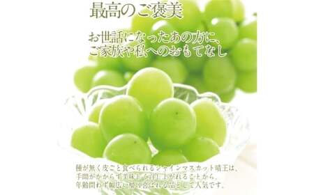  プレミアム シャインマスカット 晴王 2房 約1.4kg 種無し  皮ごと食べる  フレッシュ  旬の美味しさ【2026年9月上旬-10月下旬 発送予定】【シャインマスカット マスカット ぶどう 葡萄 岡山県産   種無し 皮ごと食べる みずみずしい 9月～10月お届け フレッシュ 晴れの国おかやま 果物大国 贈答品 彩美菜果 岡山県 倉敷市】