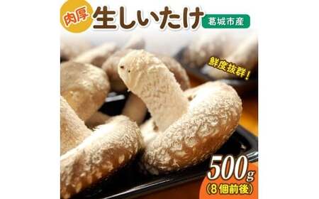 葛城市産生しいたけ（500g） 8個前後 椎茸 シイタケ 生 国産 セット 500g 新鮮 菌床 スライス 奈良県 葛城市【kobo003】