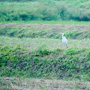 【復興支援】【数量限定】むらのもちや　丸餅1升分【12月20日までのお申し込みで年内発送可】