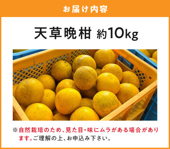 S178-002_【自然栽培】天草晩柑 約10kg