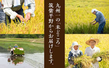 福岡県産 元気つくし 白米 5kg×1袋 [BGAF025]元気つくし