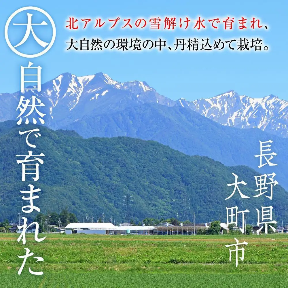  ナガノパープル 【先行予約】B 2026 ナガノパープル 2房～3房 約1kg弱 長野県産【2026年10月初旬頃～順次発送予定】国際特許有機肥料栽培