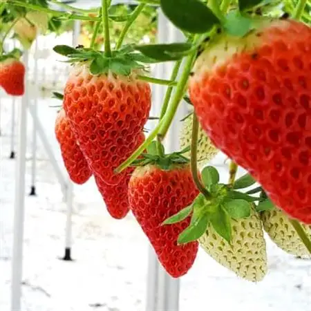 静岡県掛川市産　ミズノ農園の完熟いちご「すずの薫り」　約280g×4パック【配送不可地域：離島・北海道・沖縄県・四国・九州】【1490919】