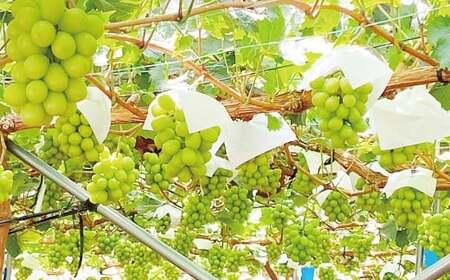 晴王 シャインマスカット晴王 2房 約1.4kg 【先行予約：2026年9月上旬～10月下旬発送予定】 岡山県産 種無し 皮ごと食べる みずみずしい 甘い フレッシュ 糖度保証 クール発送 瀬戸内 晴れの国 おかやま 果物大国 満天フルーツ 冷蔵 岡山県 倉敷市