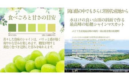 プレミアムシャインマスカット晴王 船穂Ver  赤秀ぶどう1房 約600g 【先行予約：2026年9月上旬～10月下旬発送予定】 船穂産 岡山県最高産地 赤秀品以上 岡山県産 皮ごと食べる みずみずしい 糖度保証 クール発送 満天フルーツ 倉敷市