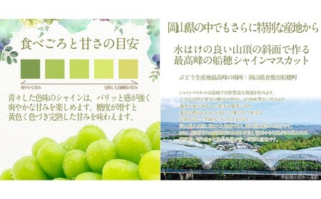 赤秀ぶどう プレミアム シャインマスカット 晴王 2房 約1.4kg 【先行予約：2026年9月上旬～10月下旬発送予定2回定期便】　船穂産 赤秀品以上 皮ごと食べる みずみずしい 糖度保証 岡山県産 満天フルーツ 定期便 冷蔵 岡山県 倉敷市