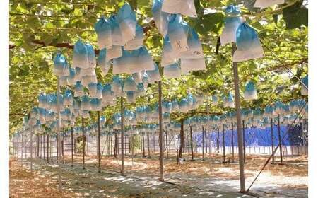 かねひろの「黒酢シャインマスカット（ご家庭用）」　2～3房（約1.2kg） 【2026年9月上旬～9月下旬発送予定】 フルーツ 果物 くだもの ぶどう ブドウ 葡萄 シャイン シャインマスカット 新鮮 マスカット 黒酢シャインマスカット こだわり 国産シャインマスカット 黒酢アミノ酸栽培 ハウス栽培 大粒 中粒 小粒 ご家庭用 佐賀県 太良町 NB26x1