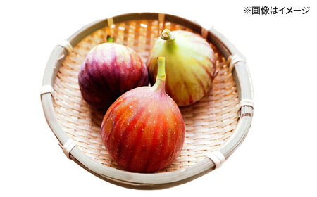 福岡県オリジナル品種　高糖度プレミアムいちじく　とよみつひめ約1.2kg／2026年9月-10月頃より発送予定 桂川町/一般社団法人地域商社ふるさぽ[ADCF015]