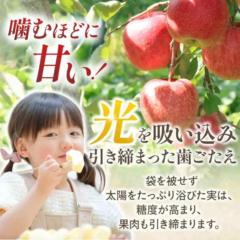 青森県産りんご サンふじ 約5kg 12月下旬～ りんご
