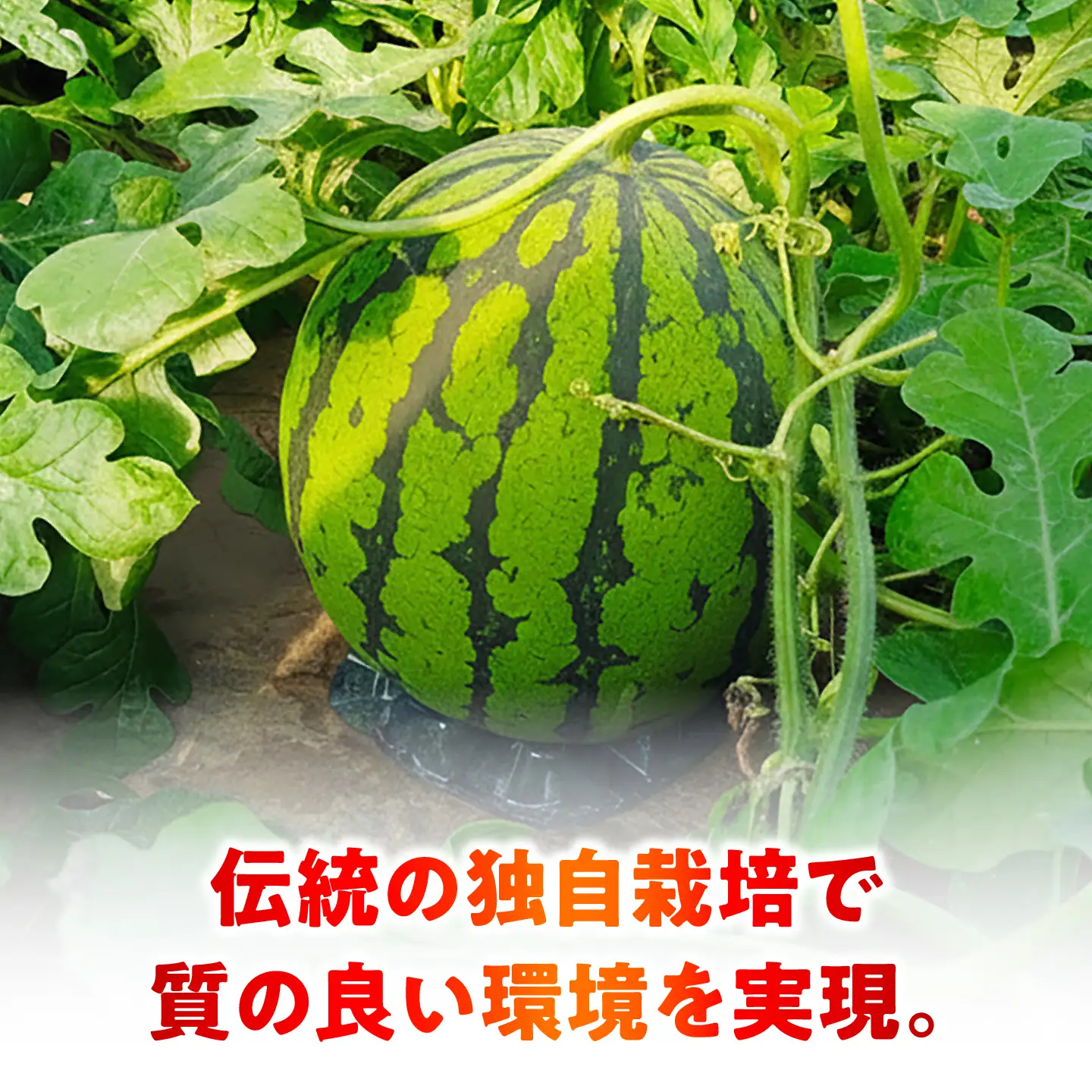 【先行予約】 厳選 2玉！ 大玉スイカ！4L～5Lサイズ（1玉 約9kg～11kg）すいかの名産地 熊本からお届け 【城野農園】[ZFV005]