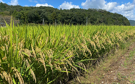 令和7年産 新米 栃木県足利市産とちぎの星5kg 精米 白米 米 こめ ごはん 食品 栃木県 足利市  F7Z-1815