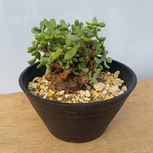 ケラリア・ピグマエア (発根管理済) A003｜観葉植物 コーデックス 盆栽 鉢植え インテリア ハコネコ [0656]