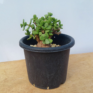 ケラリア・ピグマエア (発根管理済) A006｜観葉植物 コーデックス [0659]