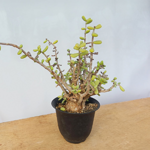 ケラリア・ピグマエア (発根管理済) A007｜観葉植物 コーデックス [0660]