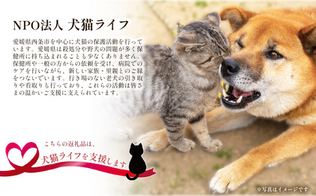 【保護犬猫活動の支援コラボ商品】 伊予西条なめねこタオル フェイスタオル 2枚セット ｜ 今治タオルブランド認定品