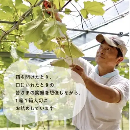 【希少品種】シャイニーレディ 大サイズ 2房入/計1.3kg～ (岡山県産) 赤色の早生葡萄!【配送不可地域：離島】【1694777】