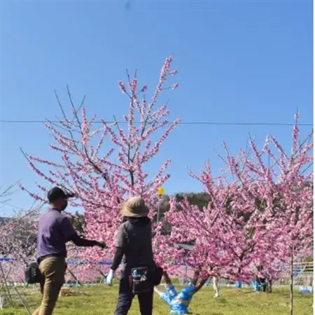 女神の名を持つ希少な晩生桃「西王母」 上級品 4-6玉 (岡山県産)【配送不可地域：離島】【1696629】