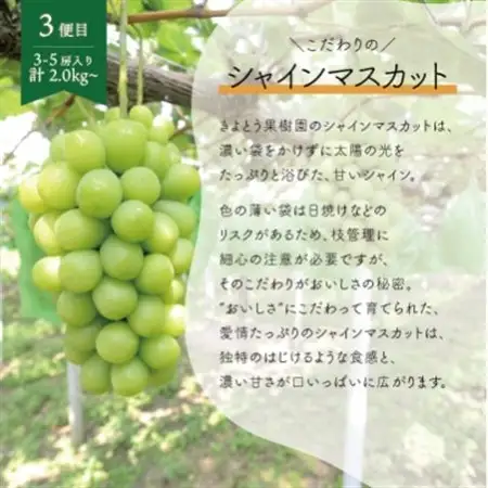 【発送月固定定期便】桃、ピオーネ、シャインマスカットの岡山フルーツ満足便 (岡山県産)全3回【配送不可地域：離島】【4078169】