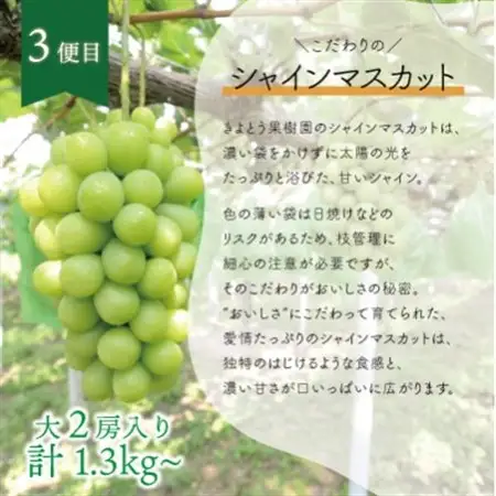 【発送月固定定期便】桃、ピオーネ、シャインマスカットをお届け!岡山フルーツ満足便 (岡山県産)全3回【配送不可地域：離島】【4078281】