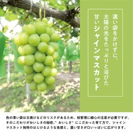 【発送月固定定期便】桃、ピオーネ、シャインマスカットが各月届く、夏の満足便! (岡山県産)全3回【配送不可地域：離島】【4078998】
