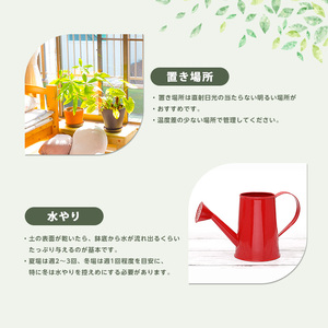 2026年4月上旬～発送【観葉植物】コーヒーの木 7号 Green Base IB003-018 観葉植物 ※北海道・沖縄・離島配送不可