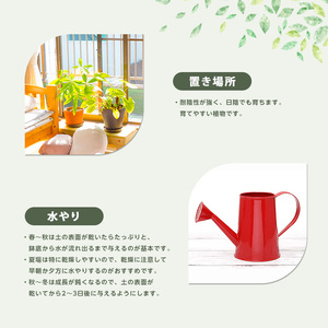 2026年5月中旬～発送【観葉植物】ガジュマル 25cm～35cm Green Base IB003-009  観葉植物 ※北海道・沖縄・離島配送不可