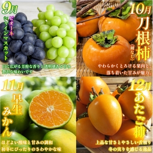 旬の果実 定期便 12回 フルーツ 