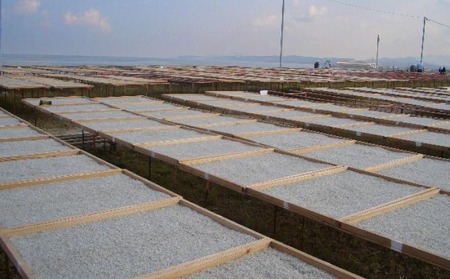 【ギフト用】豊洲市場御用達！淡路島のちりめんじゃこ　３箱セット