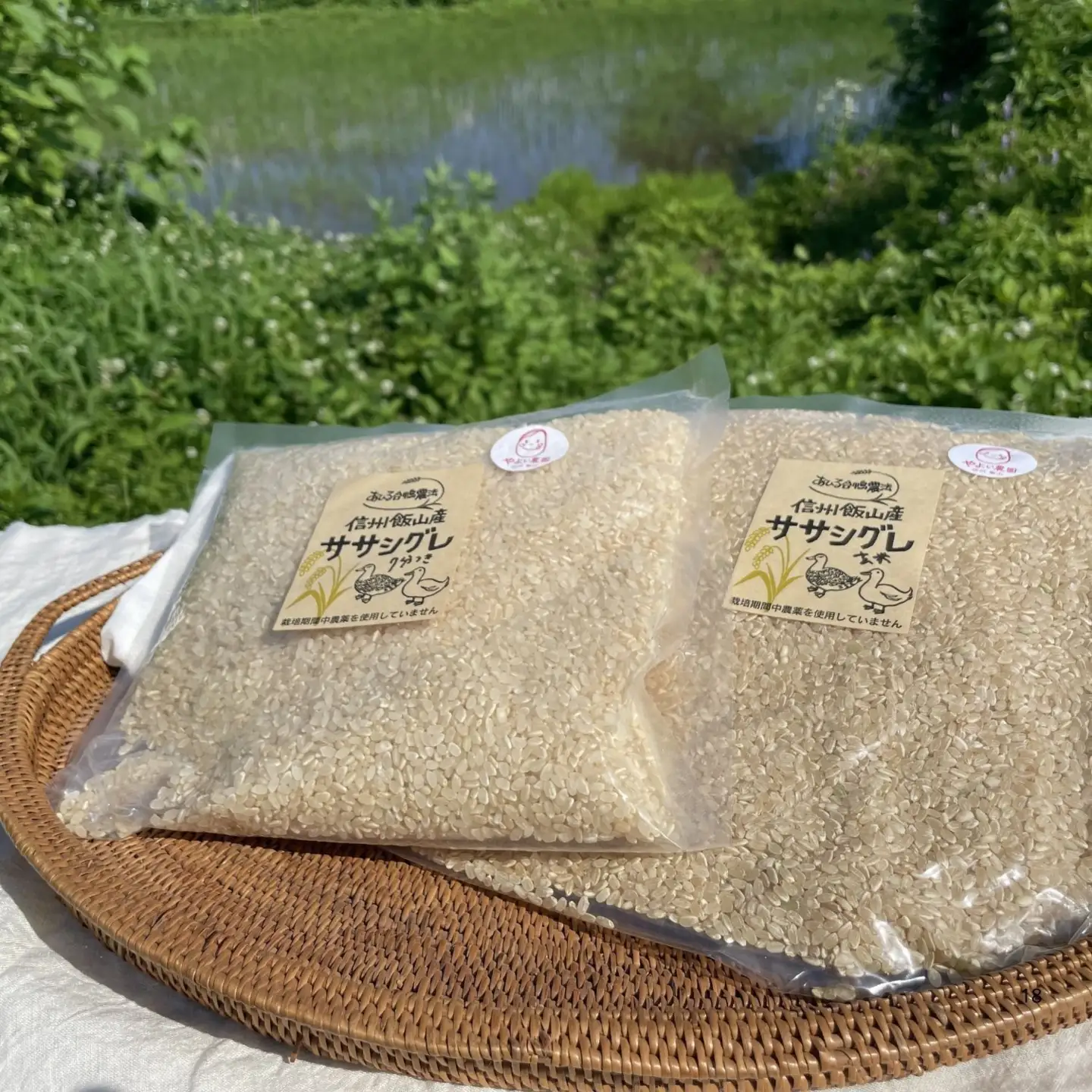 精米5分つき 【4.75kg】 令和7年産 ササシグレ 長野県産 【やよい農園】7-90