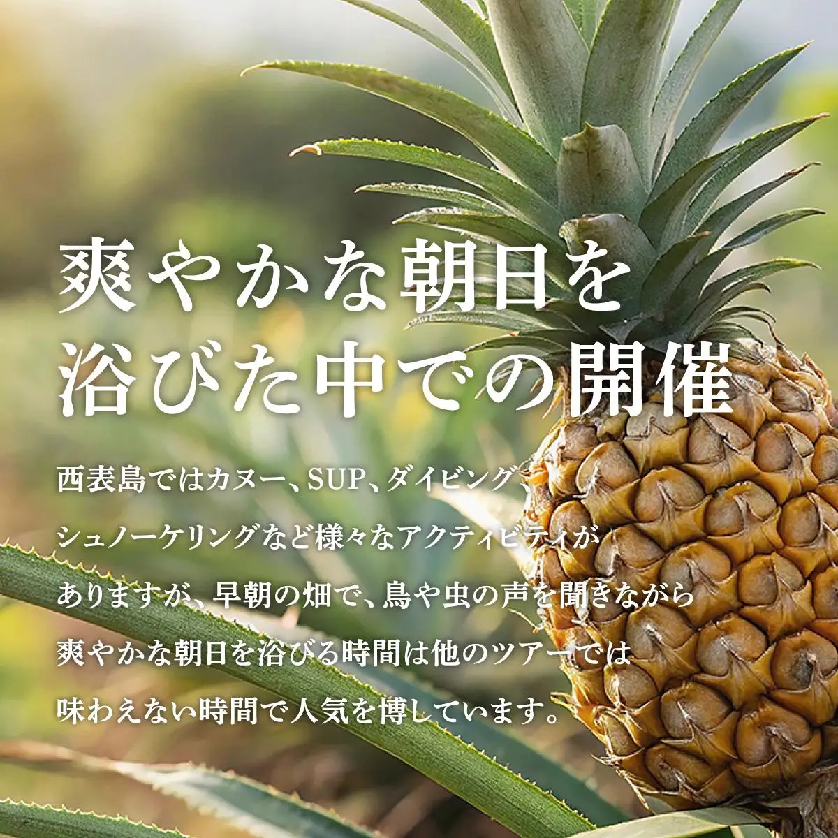 パイナップル収穫体験【5名】爽やかな朝日を浴びた中での開催♪（4月25日～6月15日開催）