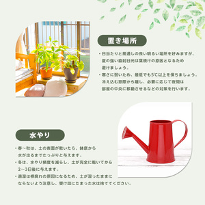 2026年6月頃～発送【観葉植物】パキラ 7号 Green Base IB003-021  観葉植物 ※北海道・沖縄・離島配送不可