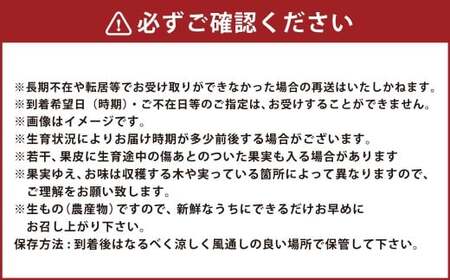 【年3回定期便】 いちご（ゆうべに＆恋みのり各2パック）計4パック×3回 【2026年12月上旬発送開始】 いちご イチゴ 苺 ゆうべに 恋みのり 果物 くだもの フルーツ 果実 果汁 定期便 年3回 熊本県 熊本県産