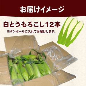【 2026年 先行予約 】 白とうもろこし 12本 【 ホワイトコーン 】