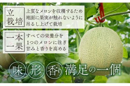 勝山産アールスメロン 1個入り（青肉）※2026年7月下旬以降順次発送 [A-060005]